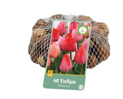 Tulpen Pink-Red 40st.