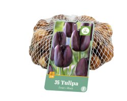 Tulpen Black 40st