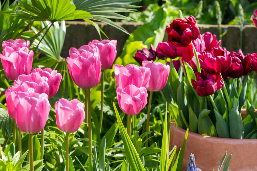 BIO Tulp Alison Bradley 7st. - Afbeelding 2