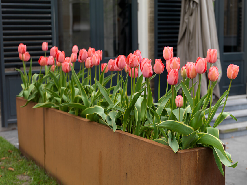 BIO Tulipa Design Impression 7st. - Afbeelding 3
