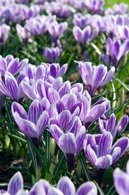 BIO krokus King of the Striped 10st. - Afbeelding 2