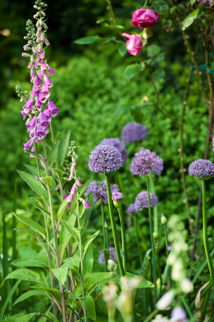 Bio Allium Gladiator 1 st. - Afbeelding 2