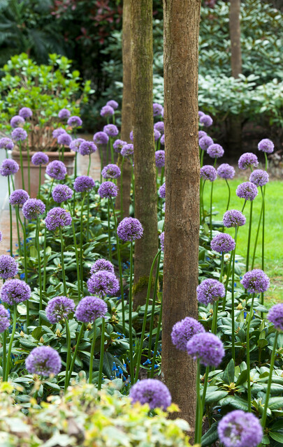 Bio Allium Gladiator 1 st. - Afbeelding 3