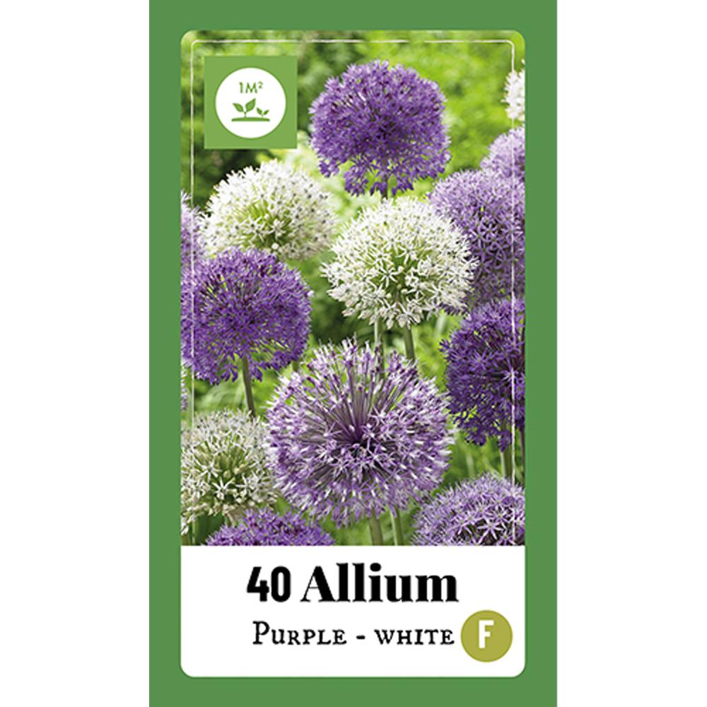 331014 Allium Purple - White mix 40st