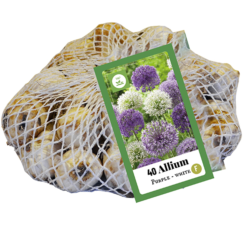 331014 Allium Purple - White mix 40st.