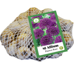 Allium Purple Rain 40st
