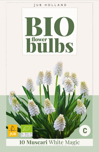 X_10_MUSCARI_WHITE_MAGIC_-_BIO_6_7