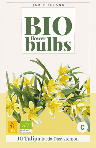 X_10_TULIPA_TARDA_DASYSTEMON_-_BIO_6_