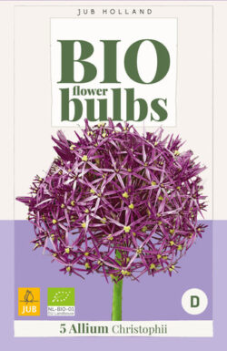 Bio Allium Christophii 5st.