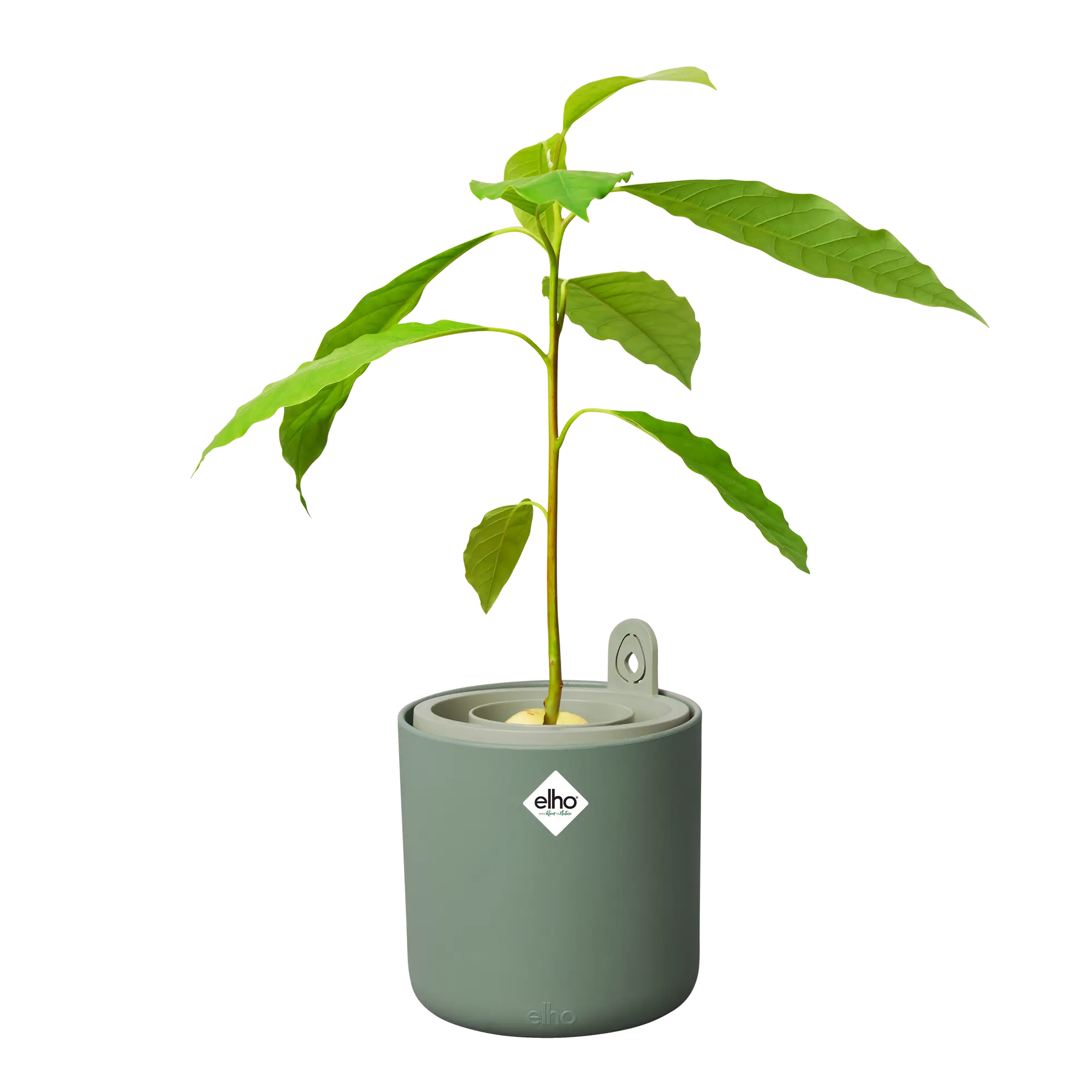 Elho Amazing Avocado Pot - Kweek je eigen Avocadoplant - Afbeelding 4
