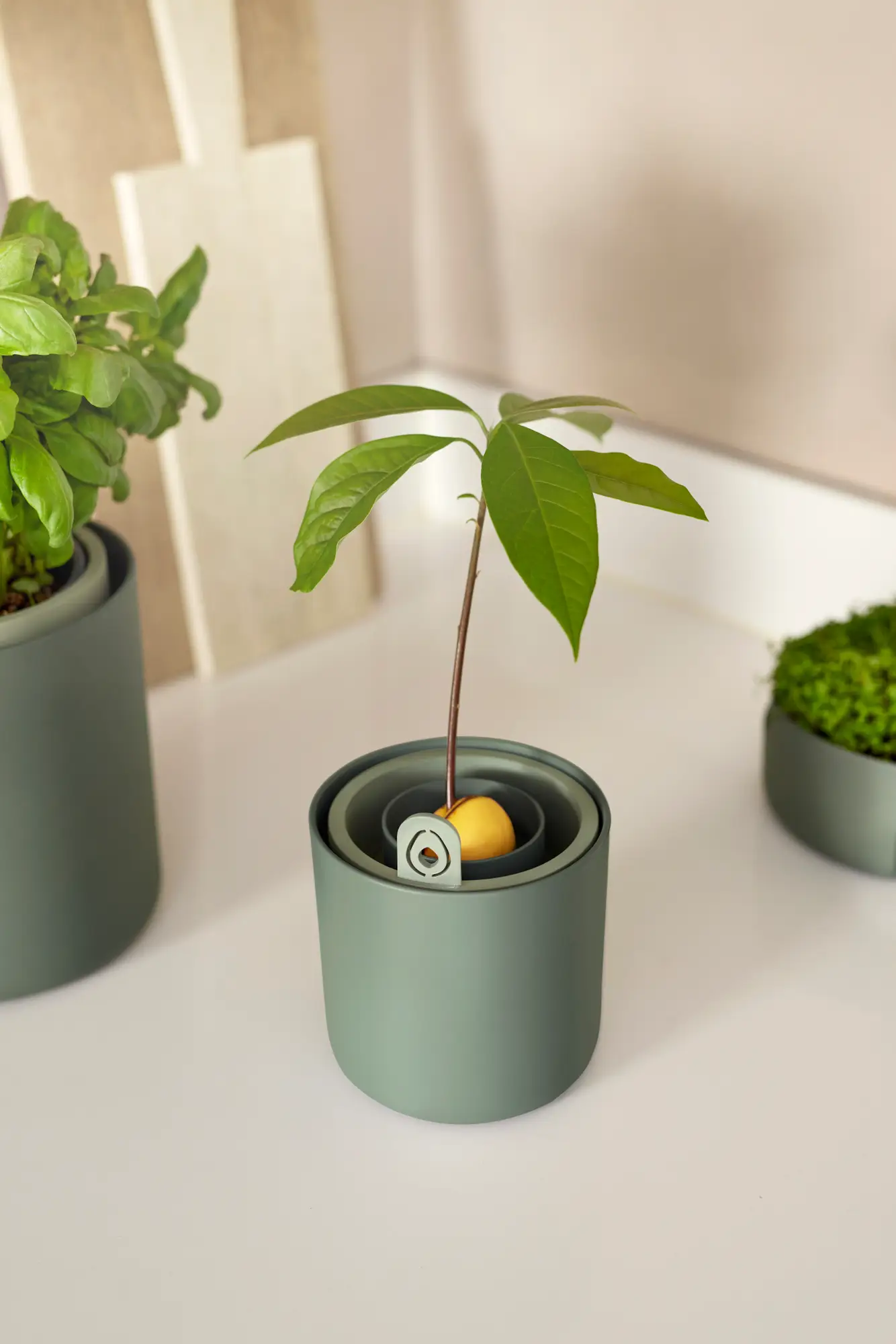 Elho Amazing Avocado Pot - Kweek je eigen Avocadoplant - Afbeelding 2