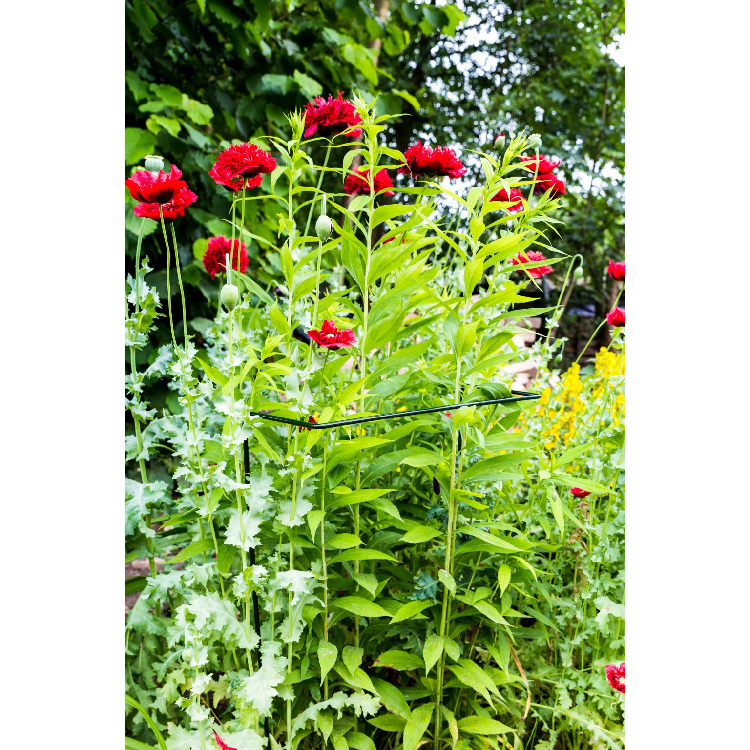 Peacock Rechte Plantensteun Groen - 50 x 40 cm - Afbeelding 2