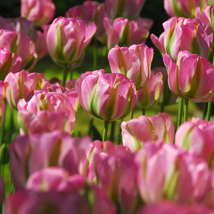 Tulpen Groenland 7st.