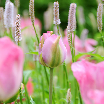 Tulpen Groenland 7st.