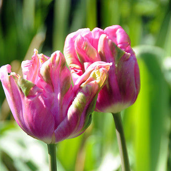 Tulpen Groenland 7st.